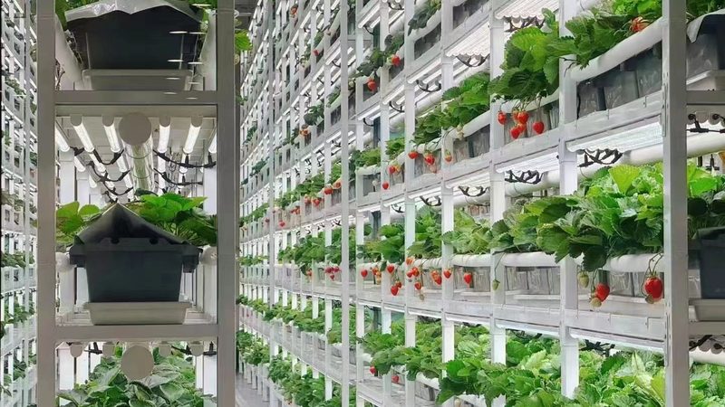 生鲜配送小程序：功能模块解析与开发报价揭秘